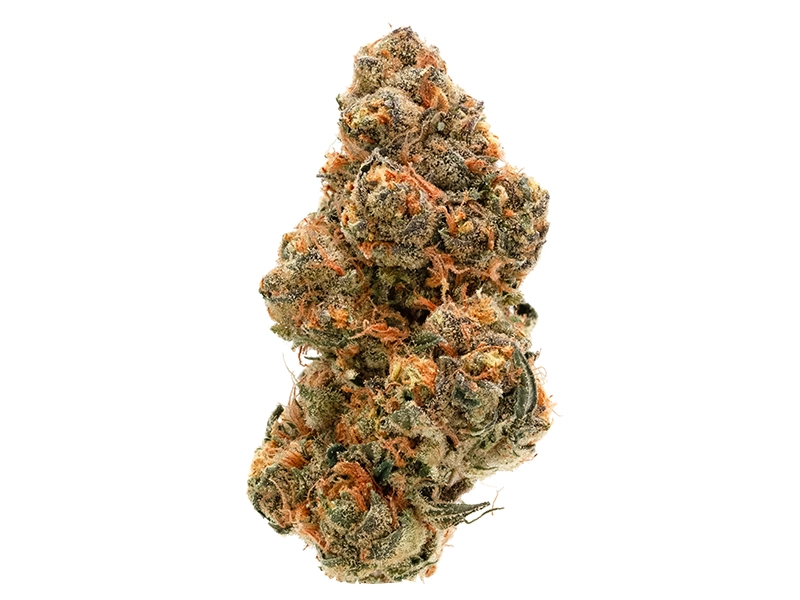 Orange Bud